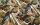 commercial carpet